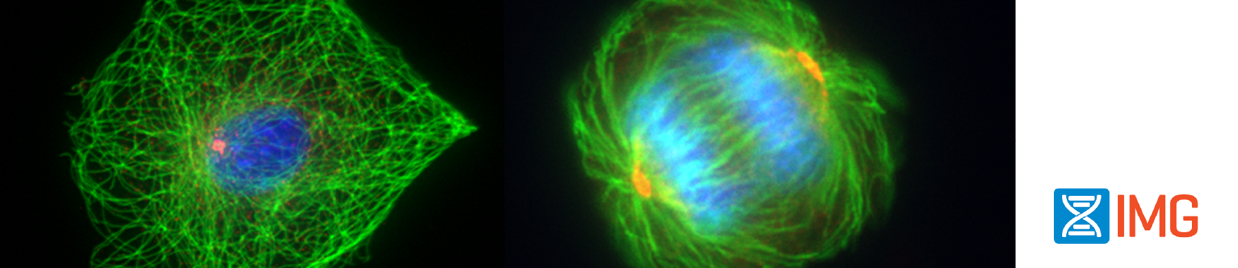 Cells stained using the antibodies described in this article