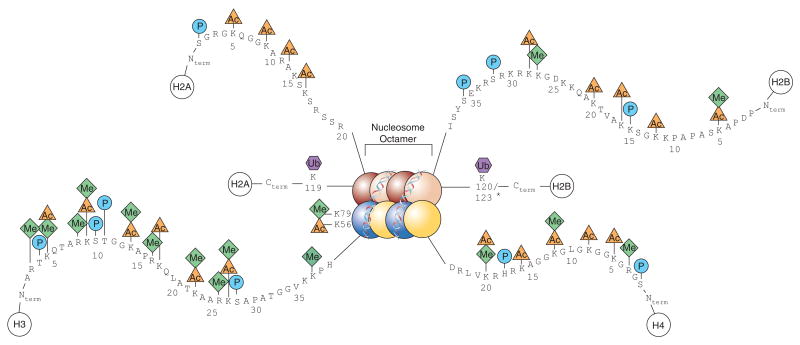 Fig1. A diagram showing a full nucleosome with including the histone PTMs on their respective histones. Adapted from Keppler, Brian & Archer, Trevor. (2008). 