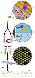 ANTI-CISPLATIN MODIFIED DNA CLONE CP9/19