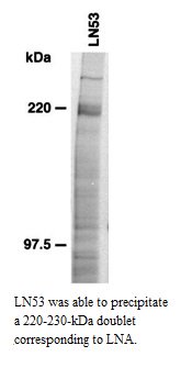 FEATURED ANTIBODY REAGENT OF THE WEEK